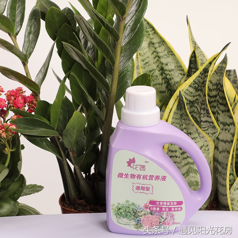 土培吊兰枯黄怎么办,吊兰土板结了怎么补救