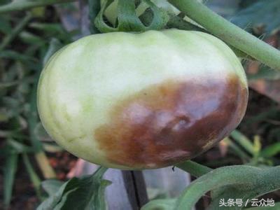 番茄烂心怎么治疗,番茄烂肚脐怎么治疗