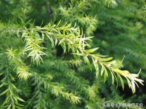 植物祛痘组合价格表,植物草本祛痘