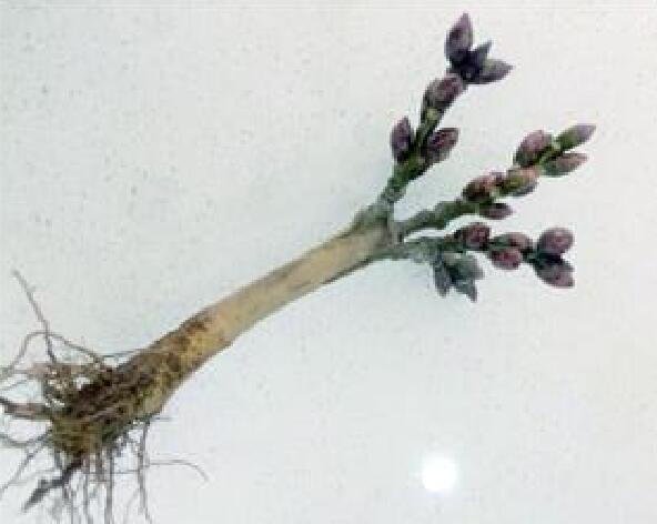 买花注意事项与骗局,从网上买花怎么分辨真花还是假花