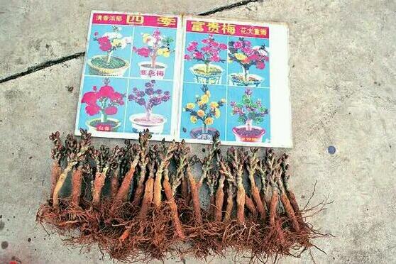 买花注意事项与骗局,从网上买花怎么分辨真花还是假花