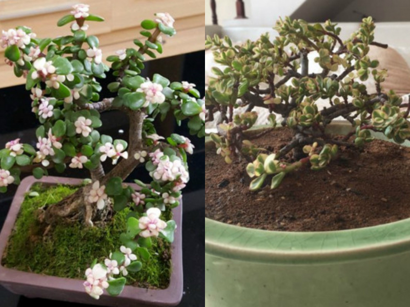 买花注意事项与骗局,从网上买花怎么分辨真花还是假花