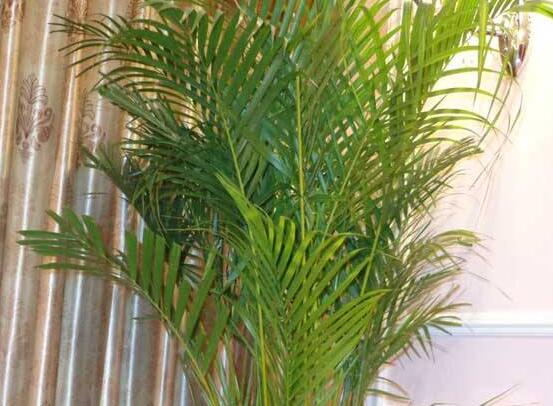 凤尾竹叶子发白黄叶咋回事,盆景凤尾竹叶子发黄干枯如何补救