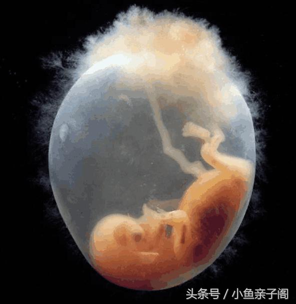 孕妇停育前兆,孕期胎停育的原因和处理方法