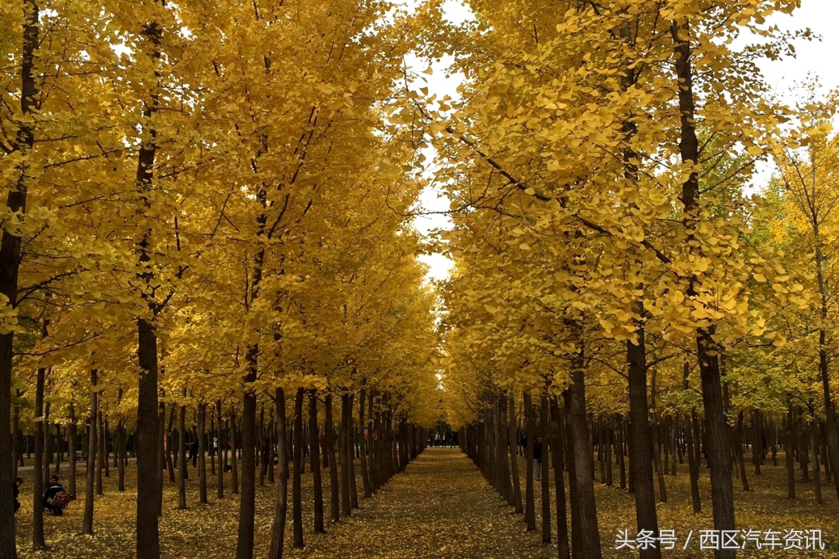 当十三朝古都遇上比亚迪“王朝系列”