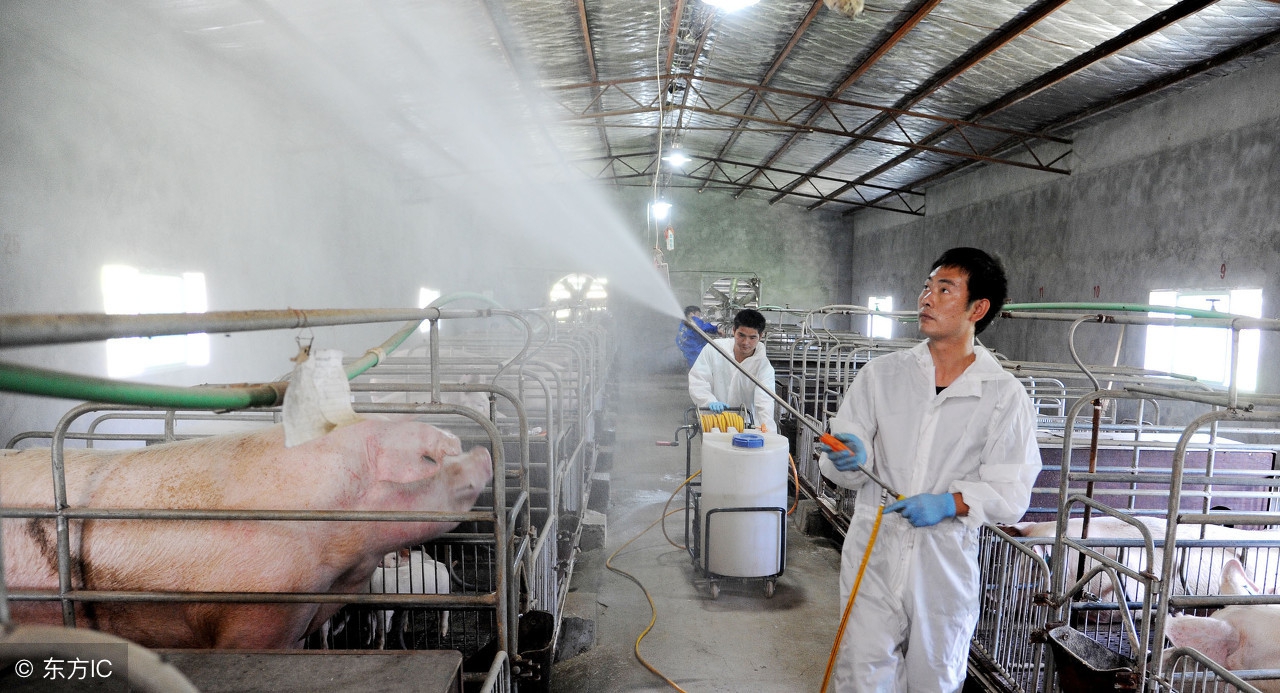 驱虫季节教你猪场科学驱虫五大法,驱虫五合一管用不