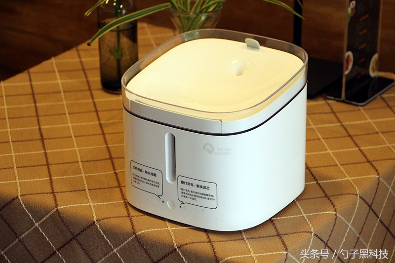 你知道为什么家中的猫狗总喜欢去马桶里喝水吗？原来问题在这里！