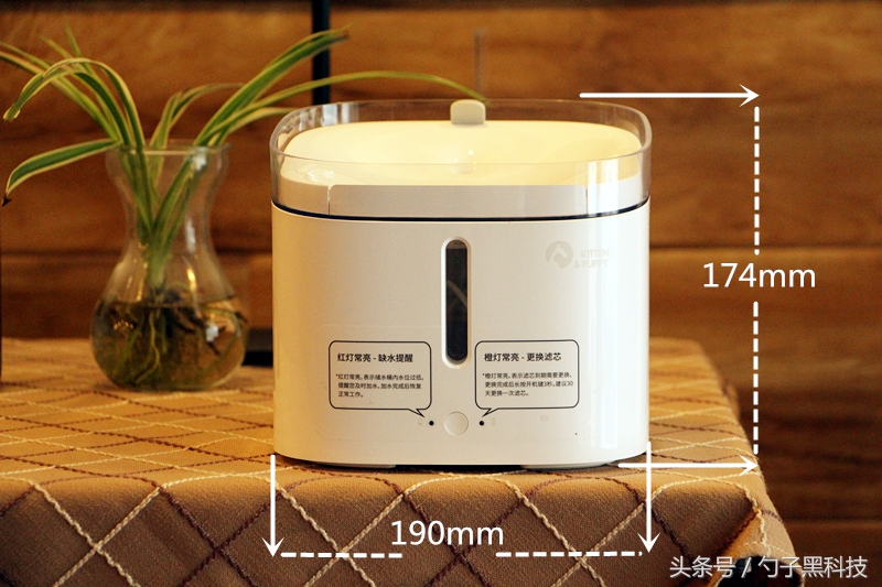 你知道为什么家中的猫狗总喜欢去马桶里喝水吗？原来问题在这里！