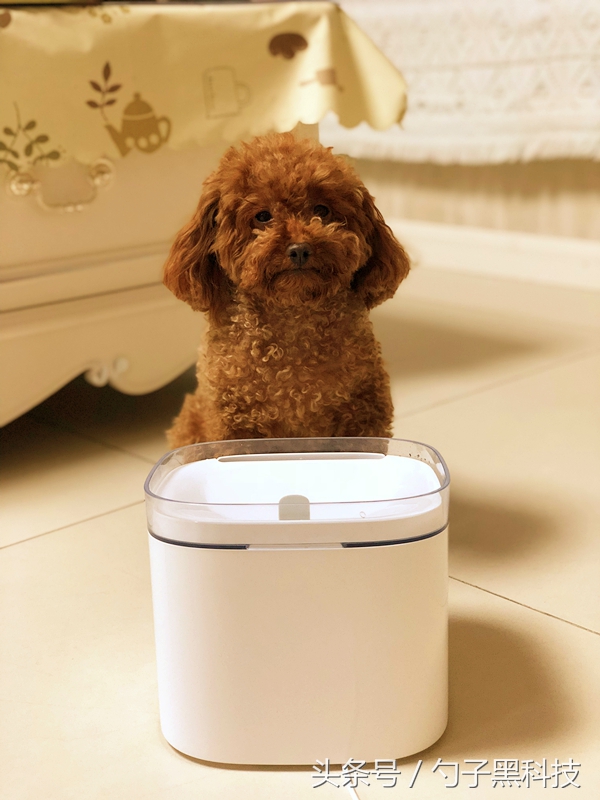 你知道为什么家中的猫狗总喜欢去马桶里喝水吗？原来问题在这里！