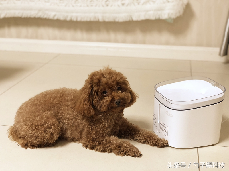 你知道为什么家中的猫狗总喜欢去马桶里喝水吗？原来问题在这里！