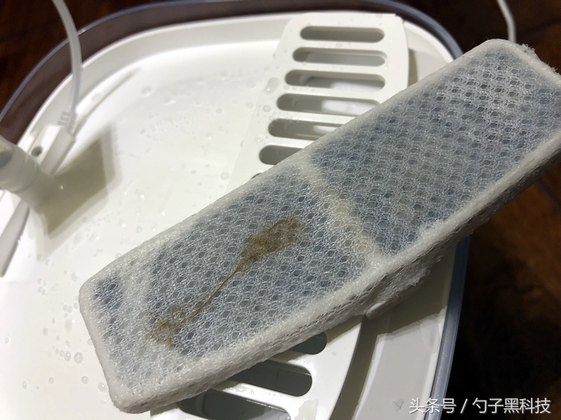 你知道为什么家中的猫狗总喜欢去马桶里喝水吗？原来问题在这里！