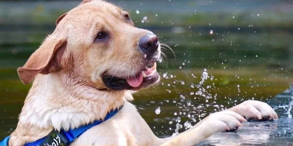 87年美女用针线“撸猫”,还斩获国际大奖,“这猫要活了!”