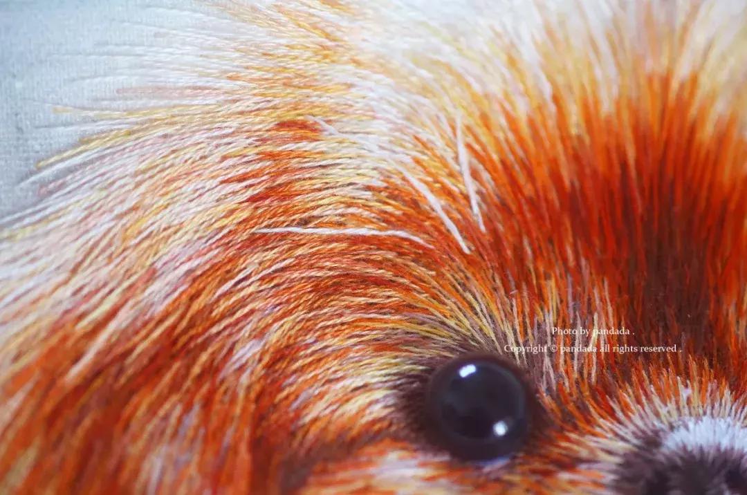 美女用针线“撸猫”，斩获国际大奖，网友惊呼：“这猫要活了！”