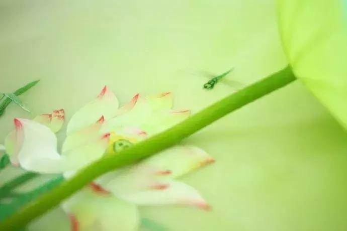 美女用针线“撸猫”，斩获国际大奖，网友惊呼：“这猫要活了！”