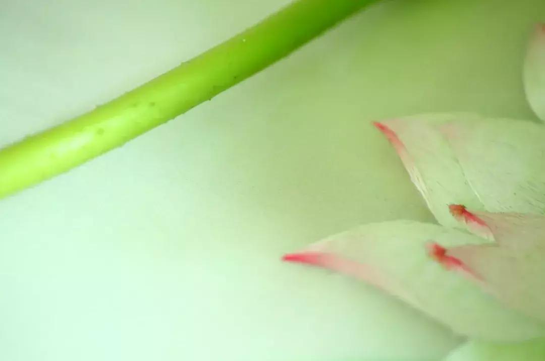 美女用针线“撸猫”，斩获国际大奖，网友惊呼：“这猫要活了！”