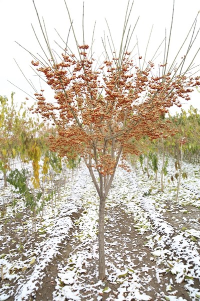 高品质苗木,苗木精品苗木