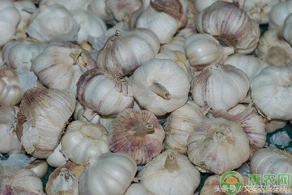 今日莱芜大蒜最新价格行情,今日杞县大蒜最新价格行情