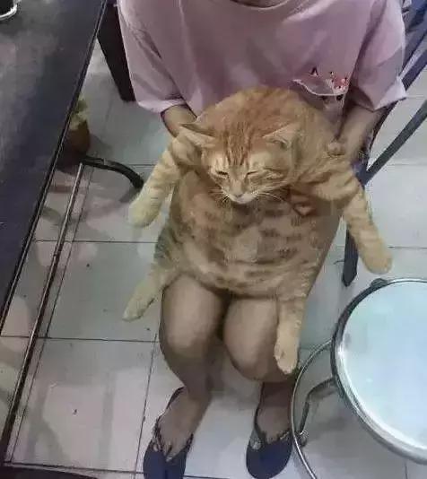 橘猫为什么容易养胖,橘猫如何不养胖