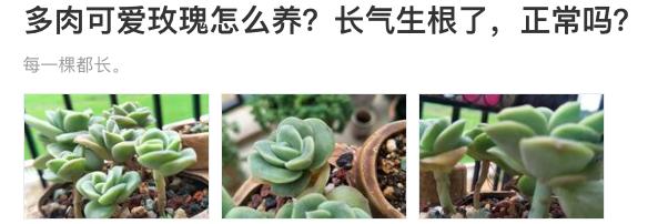 多肉植物长气根的原因和处理方法,多肉植物长了气根