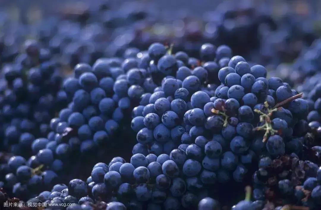 丹魄葡萄,澳大利亚的丹魄葡萄品种