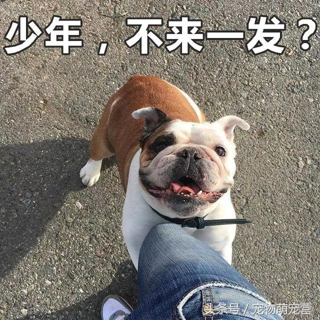 斗牛犬多长时间生小狗,斗牛犬需要注意事项
