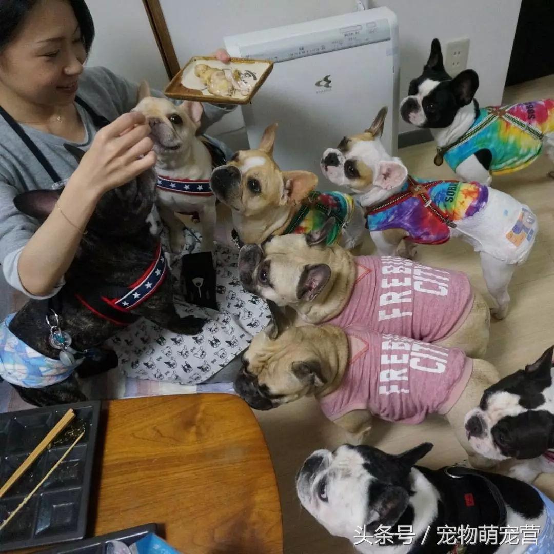 斗牛犬多长时间生小狗,斗牛犬需要注意事项