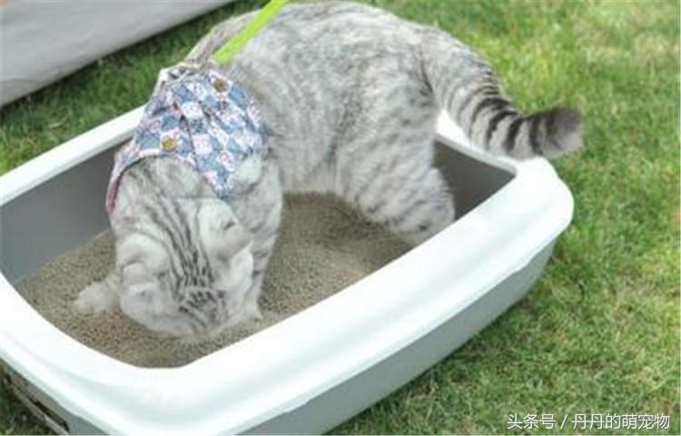 玉米猫砂的危害,玉米猫砂的缺点