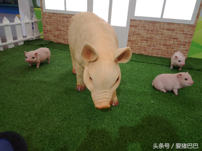 关于预防冬季猪流感疾病通告,预防猪流感的最佳方法