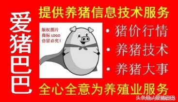 关于预防冬季猪流感疾病通告,预防猪流感的最佳方法