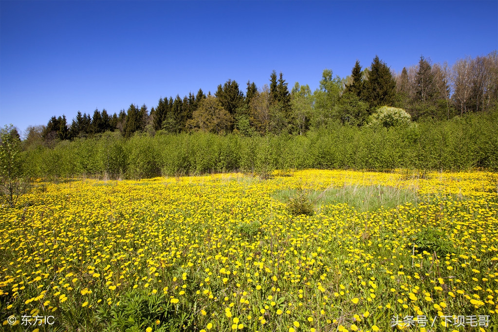 农村老土屋里常见的千足虫,篦子虫百足虫图片