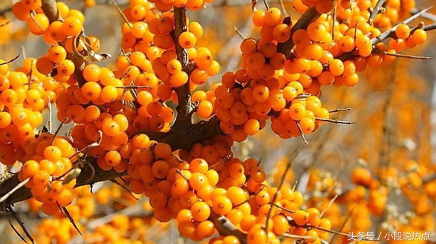 择天记曝光了它竟然有如此神效网剧红人都推荐，有说喝死人？