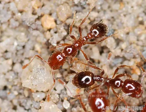 红火蚁vs杀人蜂,和红火蚁一样危害巨大的蚂蚁