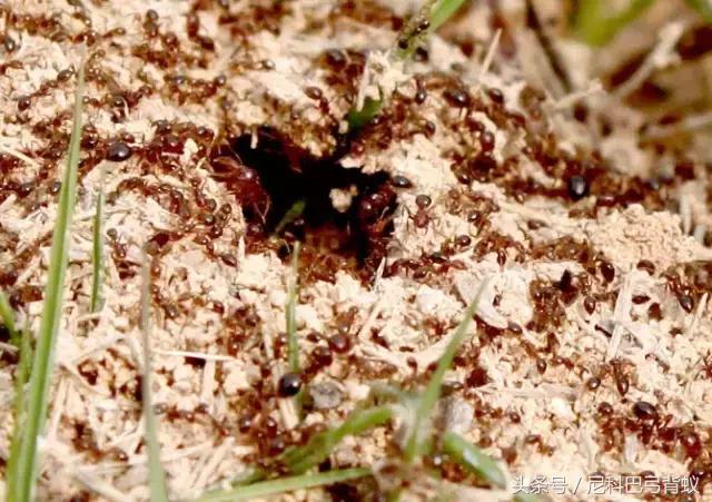 红火蚁vs杀人蜂,和红火蚁一样危害巨大的蚂蚁