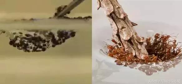 红火蚁vs杀人蜂,和红火蚁一样危害巨大的蚂蚁