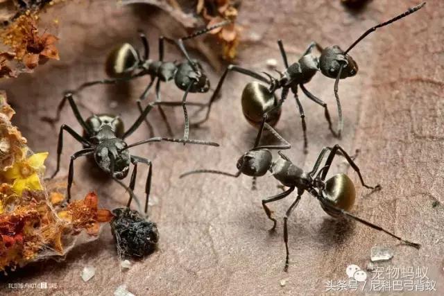 红火蚁vs杀人蜂,和红火蚁一样危害巨大的蚂蚁