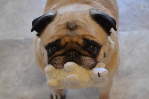 家有小宠物狗图片,家有泰迪犬图片