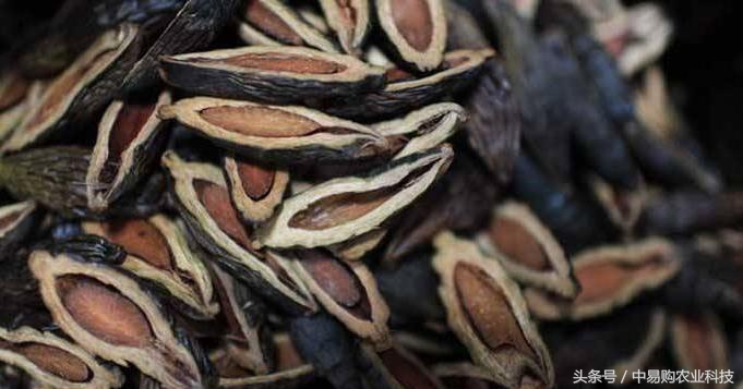 吃槟榔的害处到底有多大,槟榔的危害有多大看完你还敢吃吗