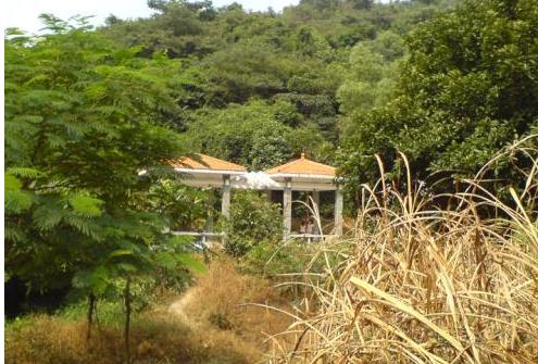 带狗狗去爬山好吗,深圳可以带狗爬山的地方