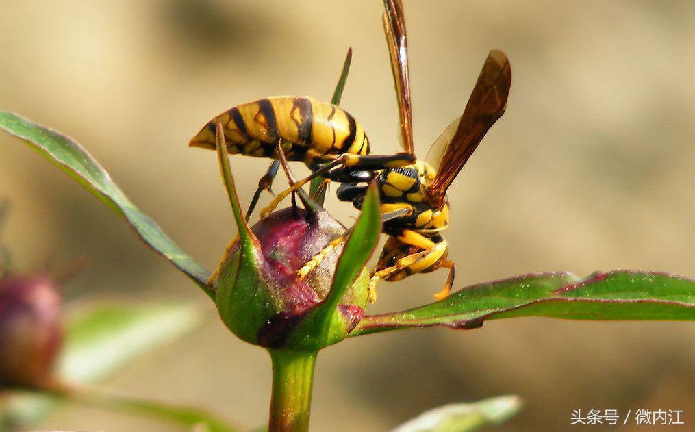 捅马蜂窝一男子被抬走视频,一名男子捅马蜂