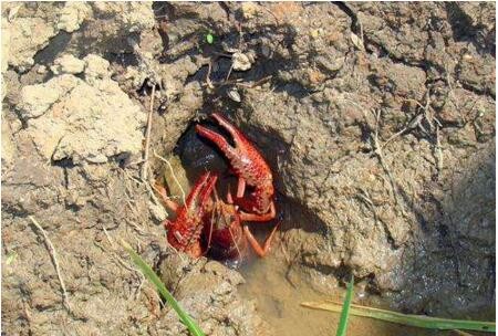小龙虾外塘多批次全年繁殖育苗,小龙虾前期养殖方法和技术