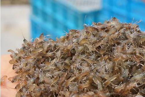 小龙虾外塘多批次全年繁殖育苗,小龙虾前期养殖方法和技术