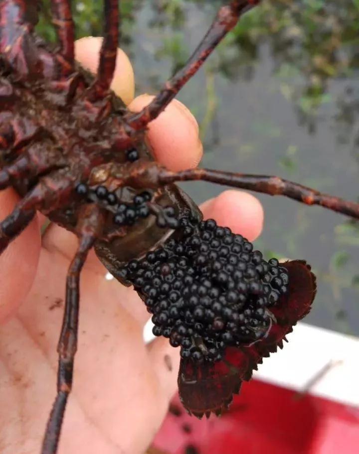 小龙虾外塘多批次全年繁殖育苗,小龙虾前期养殖方法和技术