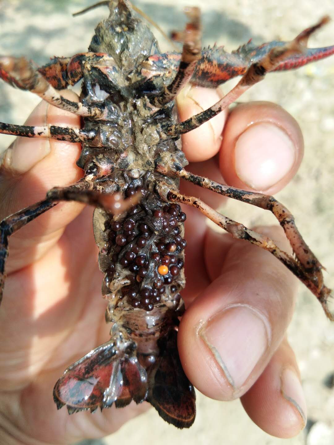 小龙虾外塘多批次全年繁殖育苗,小龙虾前期养殖方法和技术