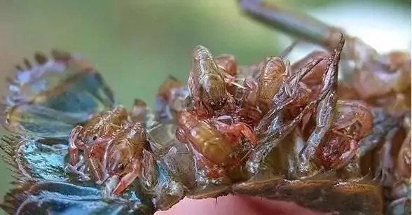 小龙虾外塘多批次全年繁殖育苗,小龙虾前期养殖方法和技术