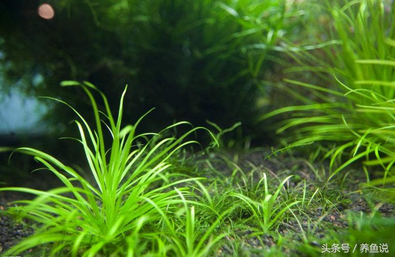 水草腐烂对水质有什么影响,水草腐烂对水质的影响