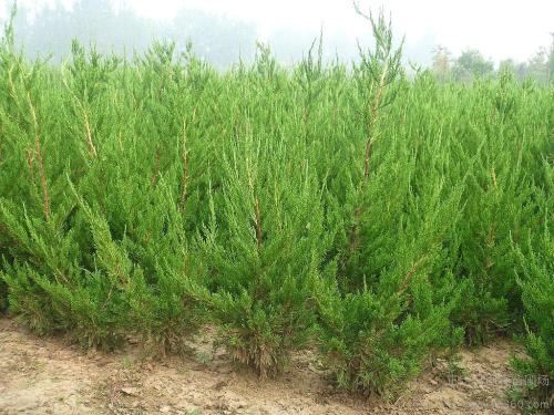 龙柏盆景造型及修剪,龙柏盆景养殖方法和技巧