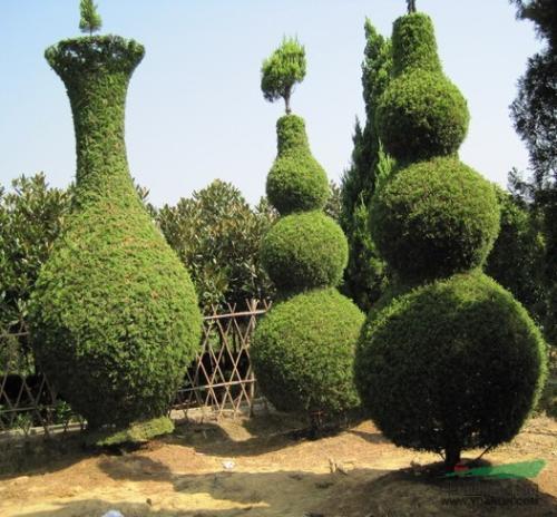 龙柏盆景造型及修剪,龙柏盆景养殖方法和技巧