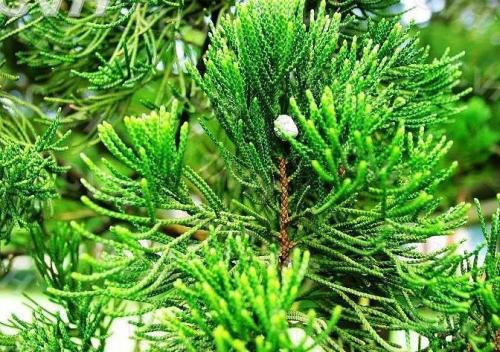 龙柏盆景造型及修剪,龙柏盆景养殖方法和技巧