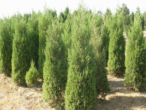 龙柏盆景造型及修剪,龙柏盆景养殖方法和技巧