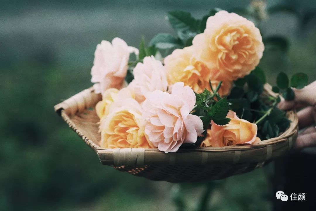 结束北漂生活，她花50w打造自己的私人庇护所，慢生活从此开始